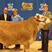 2015 Dixie National Sale of Champions